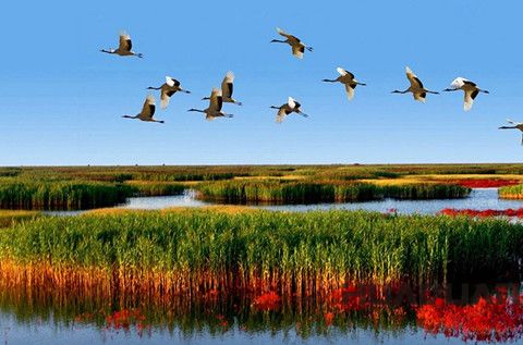 華全發電機：接地氣！大濰坊一言不合又攢了個全省 