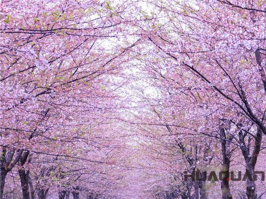 華全發電機組：這個春天不寂寞！剛看完櫻花怒放，新疆又放大招，預將百萬畝沙漠變綠洲