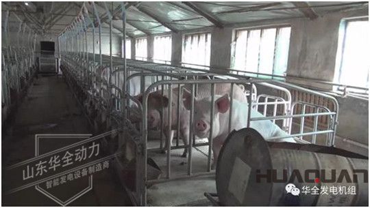 養豬發了家，卻把全村搞臭了！沒想到“它”能一箭雙雕（華全整理）