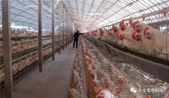 華全燃氣發電機組深受畜牧養殖業喜愛，竟是因為這！